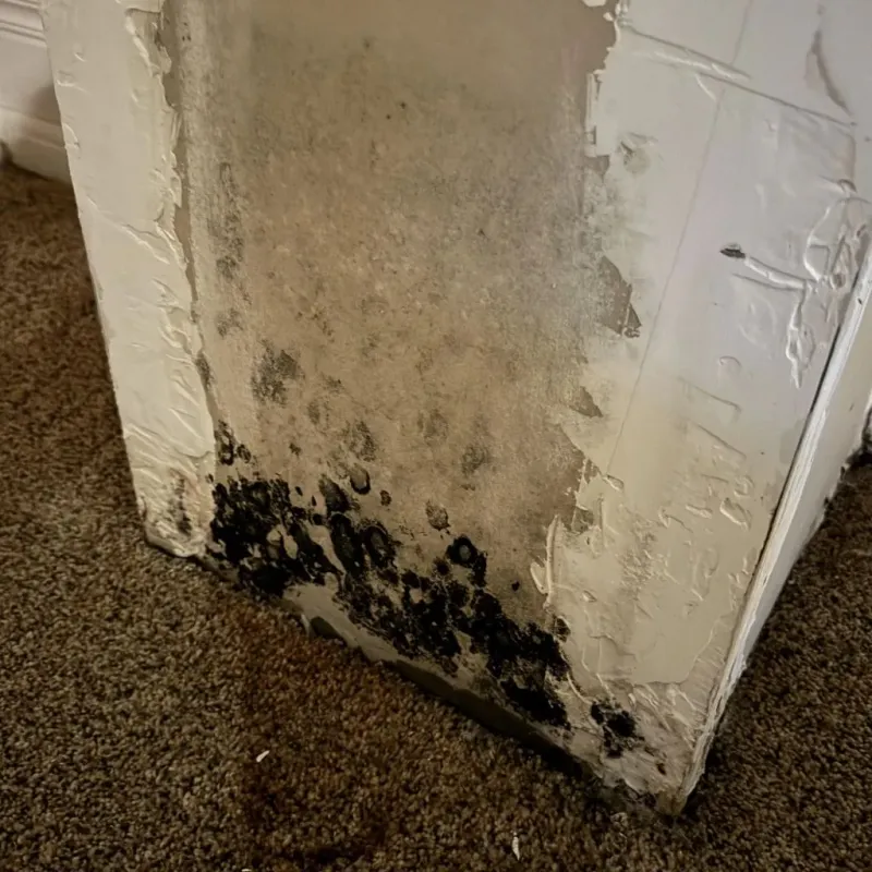 Professional Mold Removal in Sandoval County, NM